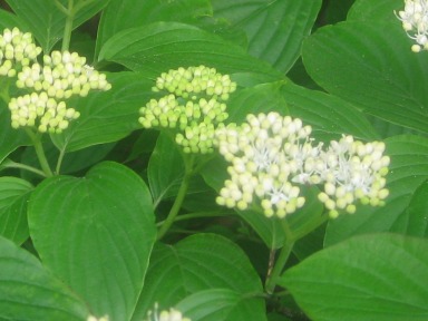 Pagoda Dogwood
